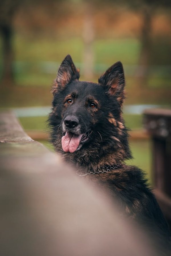 How to Choose the Right Type of Toy for a Dog Prone to Destructive Chewing?